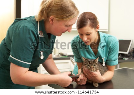 Female Veterinary Surgeon And Nurse Examining Cat In Surgery