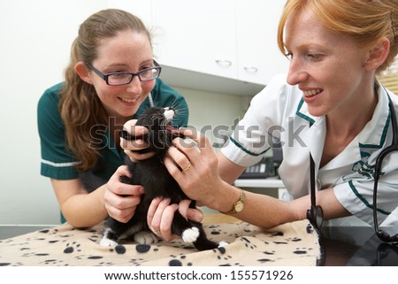 Female Vet Examining Cat In Surgery