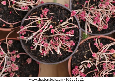 Similar – Image, Stock Photo Tiny, delicate pink Daphne flowers bloom in springtime.