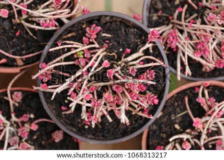 Similar – Image, Stock Photo Tiny, delicate pink Daphne flowers bloom in springtime.