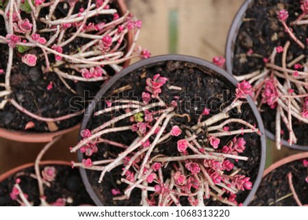 Similar – Image, Stock Photo Tiny, delicate pink Daphne flowers bloom in springtime.