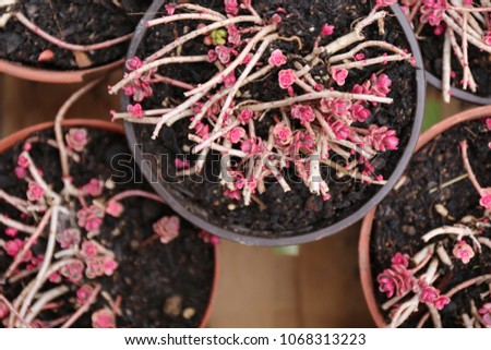 Similar – Image, Stock Photo Tiny, delicate pink Daphne flowers bloom in springtime.