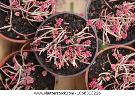 Similar – Image, Stock Photo Tiny, delicate pink Daphne flowers bloom in springtime.