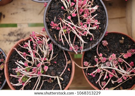 Similar – Image, Stock Photo Tiny, delicate pink Daphne flowers bloom in springtime.