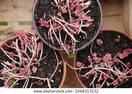 Similar – Image, Stock Photo Tiny, delicate pink Daphne flowers bloom in springtime.