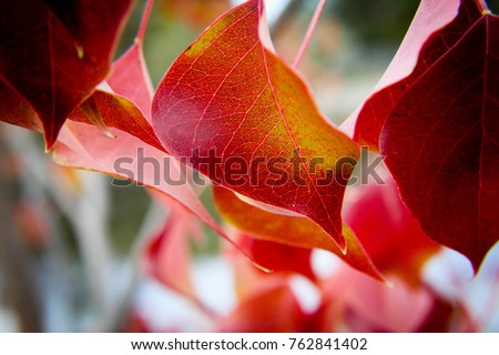 stock-photo-autumn-leaves-close-up-762841402.jpg