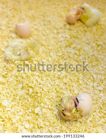 Baby chicken egg hatching