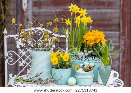 Similar – Image, Stock Photo Spring flowers in pot on table