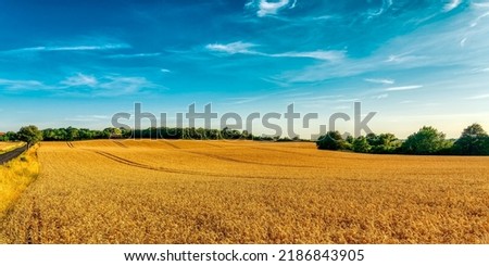Panorama of an agricultural field. Wheat field panorama. Agricultural field panoramic landscape. Agriculture field panorama Foto stock © 