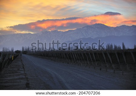 Sunset over vineyard with snow capped mountains of Andes in Mendoza, the heart of wine making region in Argentina, famous for producing Malbec red wine