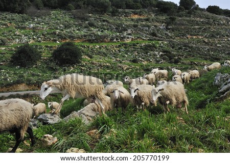 Herd of sheep in the deep valley