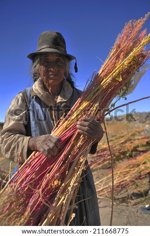 Salar de Uyuni , Bolivia, - May. 10. 2009: farmer harvesting quinoa, sacred grain in Andes, Bolivia