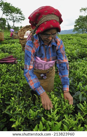 DARJEELING, INDIA,  - July. 3. 2014: Women pick up tea leafs by hand at tea garden in Darjeeling, one of the best quality tea in the world, India