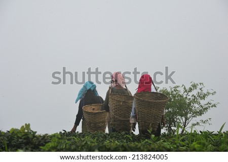 DARJEELING, INDIA,  - July. 3. 2014: Women working at tea garden in Darjeeling, one of the best quality tea in the world, India