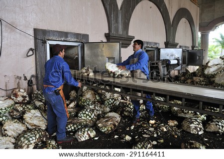 Amatitan, Jalisco, Mexico  October. 1. 2013: workers loading agave to brick oven at Herradura tequila distillery, the leading company of Tequila, Amatitan, Jalisco, Mexico