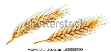 Fresh golden wheat ear isolated. Wheat ears composition close up, focus stacking, white background. Agriculture farming cereals harvest, healthy food, bread, beer package design clip art elements