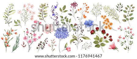 Large set. Watercolor illustration. Botanical collection of wild and garden plants. Set: leaves, flowers, branches, herbs and other natural elements.