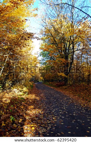 Winding dirt road surrounded by the beauty of autumn leaves