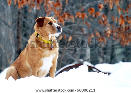 Alert dog on guard in a winter forest