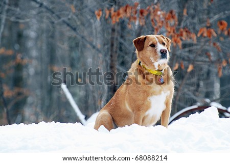 Retriever/lab mix dog on the alert on a cold winter day