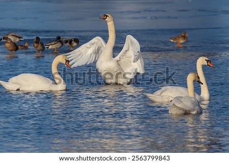 Similar – Foto Bild Spiegelung 1. Ein Schwan alleine im dunklem Wasser. Er reflektiert sich. Nur ein paar Blätter schwimmen auf dem Wasser.