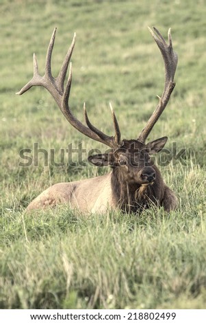 Bull Elk - Photograph taken during the rut in Elk County, Elk State Forest, Benezette, Pennsylvania