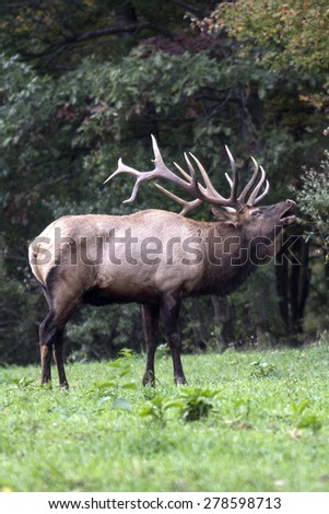 Bugling Bull Elk - Photograph taken Elk County, Benezette, Pennsylvania