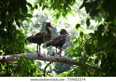 Black Bellied Whistling Duck pair perched on a tree branch. Cartagena, Colombia Foto d'archivio © 