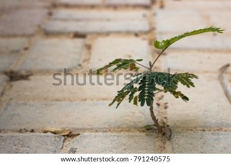 Similar – Foto Bild Natur setzt sich durch