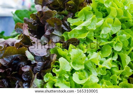 close up of green and red oak lettuce