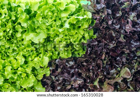 close up of green and red oak lettuce
