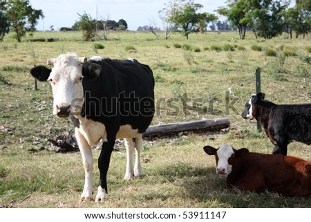 Cow and calves in a little farm