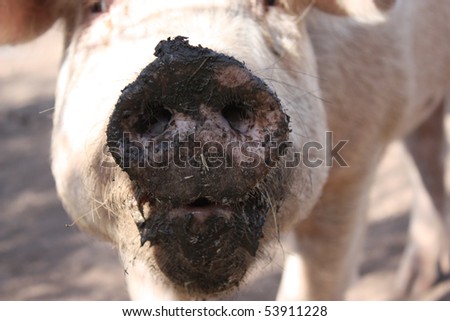 Curious pig nose close-up