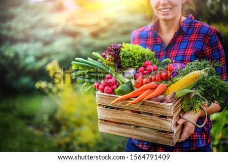 Farmer woman holding wooden box full of fresh raw vegetables. Basket with vegetable (cabbage, carrots, cucumbers, radish, corn, garlic and peppers) in the hands.  商業照片 © 
