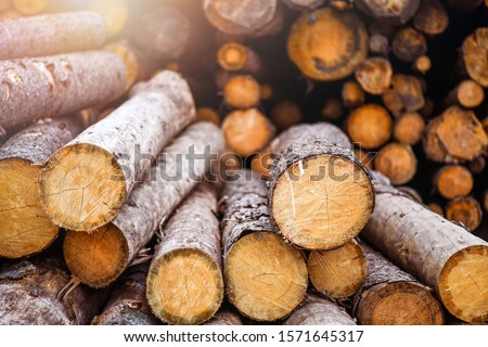Forest pine and spruce trees. Log trunks pile,  the logging timber wood industry. Foto stock © 