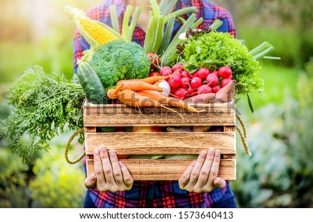 Similar – Image, Stock Photo Woman picking the vegetables in a garden