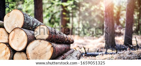 Log trunks pile, the logging timber forest wood industry. Wide banner or panorama heavy wood trunks.  Stockfoto © 