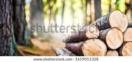 Log trunks pile, the logging timber forest wood industry. Wide banner or panorama of wood trunks timber harvesting in forest.  Stockfoto © 