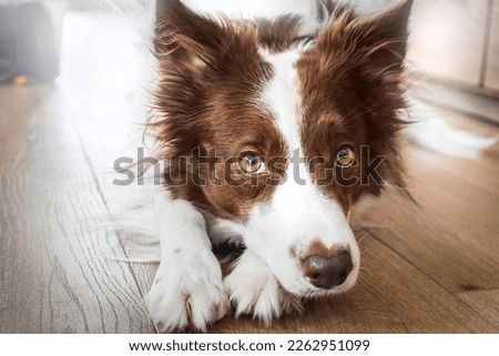 Image, Stock Photo Close-up of a border collie dog running through the woods