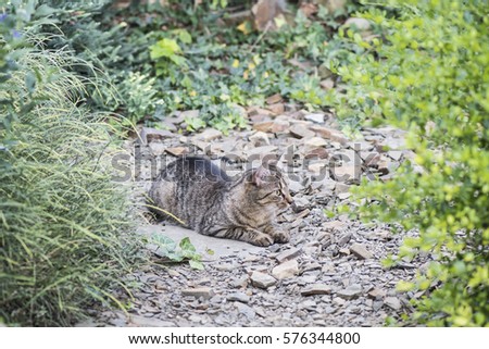 Similar – Image, Stock Photo Kitty II Cat feline Pelt