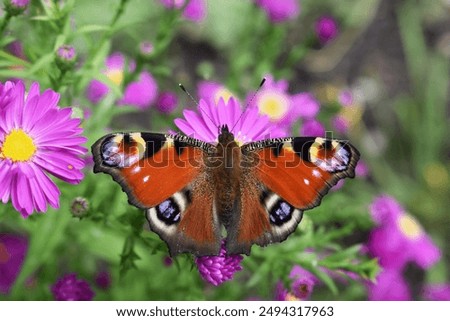 Similar – Foto Bild Tagpfauenauge auf Schmetterlingsflieder