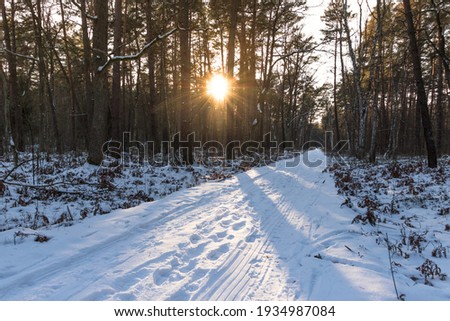 Sun in the woods, Kampinos National Park (Kampinoski Park Narodowy), Mazovia, Poland. Zdjęcia stock © 