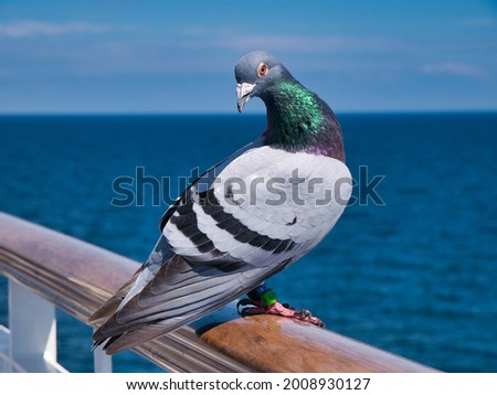 Closeup of a racing pigeon sitting on a UK ferry in the Irish Sea between Liverpool and Belfast. Taken on a sunny day with a blue sky and calm sea.