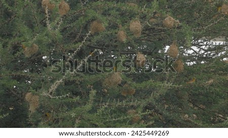 Similar – Image, Stock Photo Lesser Sparrow Environment