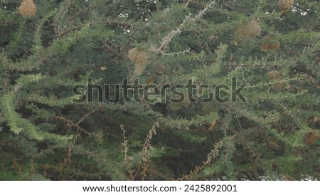 Similar – Image, Stock Photo Lesser Sparrow Environment