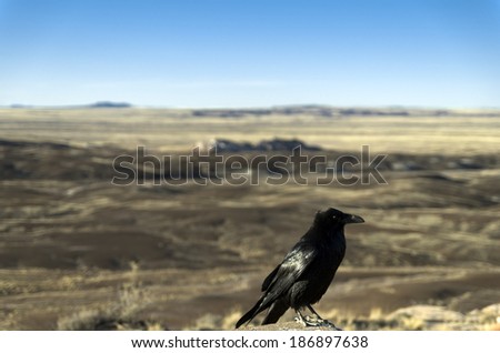 Crow at the Painted Desert at Petrified Forest National Park, Arizona Animal / Bird / Crow / Arizona / Desert Background / Las Vegas / Utah / New Mexico Background