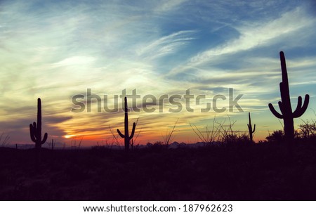 Vintage sunset and isolated giant saguaro cactus tree at Saguaro National Park, Arizona America / USA / Cactus / Wild West / New Mexico / Las Vegas / Sunset / Sky Background\
Desert sunset