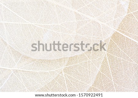 Similar – Image, Stock Photo Structure of a leaf 2