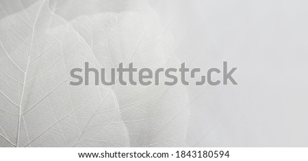 Similar – Image, Stock Photo Dried up plants by the wayside in the sunshine with a gauzy blue background of sky and sea