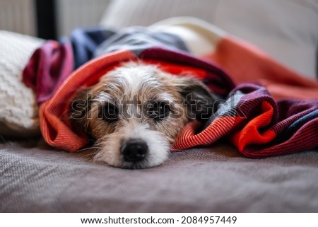 Similar – Image, Stock Photo Sick hangover Animal Pet